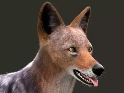 Black Backed Jackal Xgen Rigged 3D model
