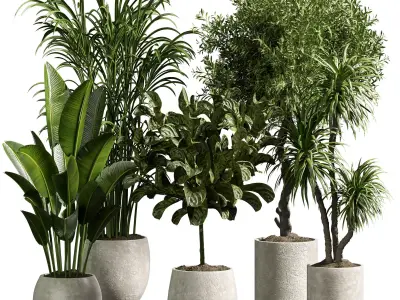 Indoor plant 13 3D model