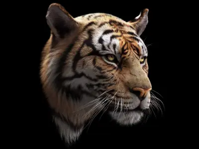 Bengal Tiger ANIMATED Yeti 3D model