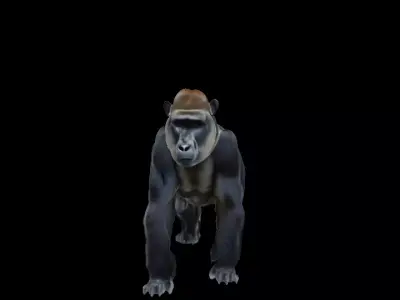 Gorilla  Low-poly 3D model