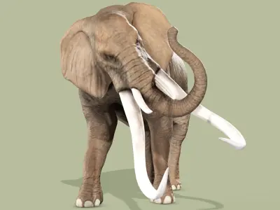 ELEPHANT RIGGED ANIMATED 5 Low-poly 3D model