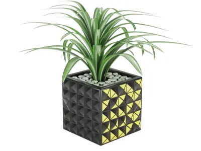 Chlorophytum comosum Free 3D model