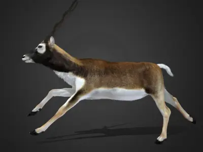 Blackbuck Realistic Animated 3D model