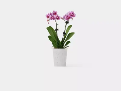 Phalaenopsis hybr 15 mini flower mix Low-poly 3D model