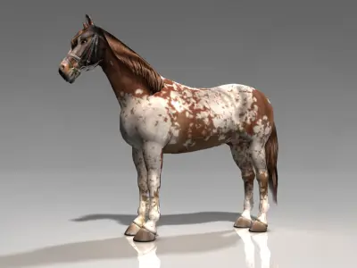 Pinto Horse Low-poly 3D model