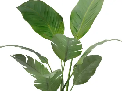 Plants collection 207 - fern strelitzia maranta philodendron 3D model