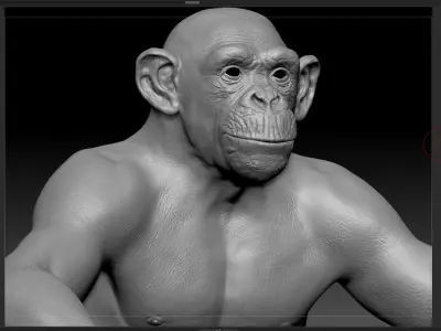Chimpanzee Maya 3D model