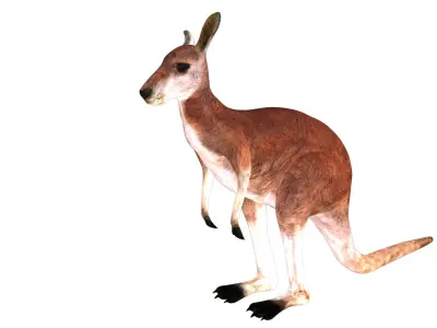 Kangaroo Rigged and Animated 3D model