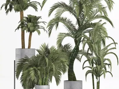 Plants Collection 197 Palms 3D model