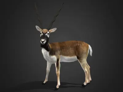 Blackbuck Realistic Animated 3D model