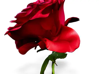 Realistic Red Rose 3D Model Low-poly 3D model