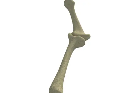 Bones of Animal Leg  3D model