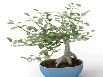 Decorative Miniature Eucalyptus Plant In Blue Pot 3D model
