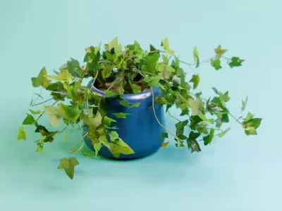 House Ivy Low-poly 3D model