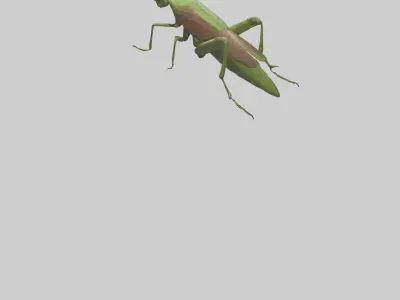 Grasshoper Jumping Model Low-poly 3D model