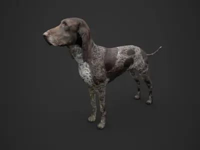 Dog low poly german shorthaired pointer Low-poly 3D model