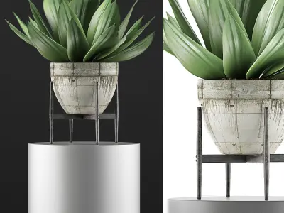 Plants Collection 109 3D model