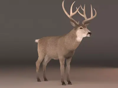 mule Deer 3D model