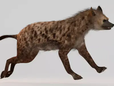 Realistic Animals Savannah - Hyena  Low-poly 3D model