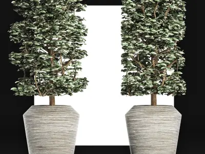 Plants Collection 177 Ligustrum Lucidum 3D model