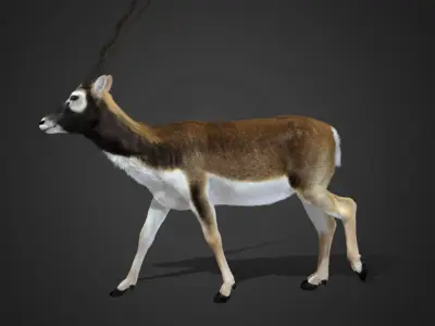 Blackbuck Realistic Animated 3D model