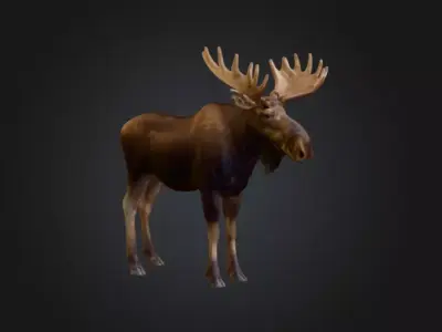 Photorealistic Male Moose Low-poly 3D model