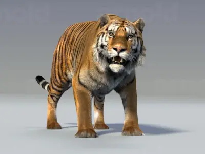 Tiger maya 3D model