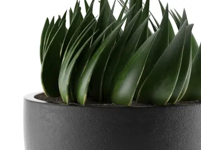 House Plant 24 3D model