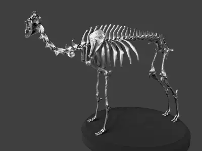 Silver Camel Skeleton 3D model