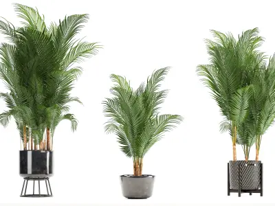 Collection of decorative palms 3D model