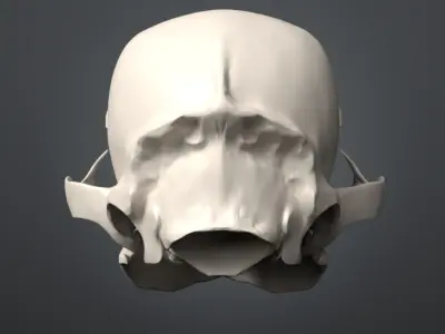 Cat Skull 3D model