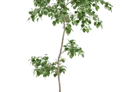 Plants collection 96 3D model