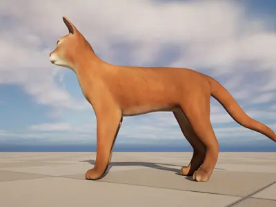Abyssinian Cat 3D Model Low-poly 3D model