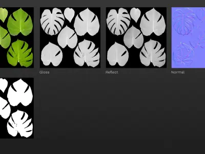 Monstera deliciosa leaves textures and model 3D model