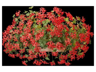 Pelargonium peltatum ampelous balcony 3D model