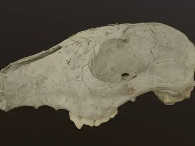 Fox skull Low-poly 3D model