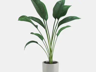 Pot Plant 20 3D model