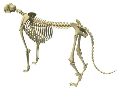 Animal Skeleton 3D Models 3D model