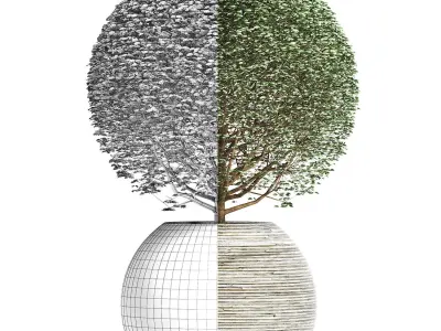 Plants Collection 174 Ligustrum Lucidum 3D model