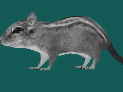 Chipmunk Tamias  Rodent Low-poly 3D model