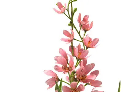 Orchid flowerd plant 3D model
