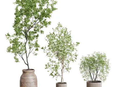 collection indoor plant 456 wooden old and concrete vase 3D model