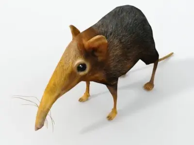 Shrew Elephant Low-poly 3D model