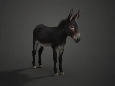 Donkey Summer with 4 Animations  VFX Grace 3D model