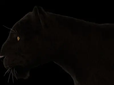 Black Leopard 3D model