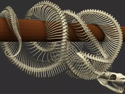 Python Skeleton Snake Lamp Decoration Scanned Printable replicas 3D print model