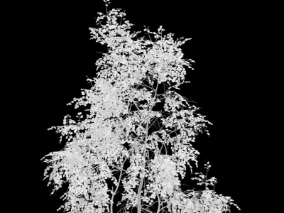 Birch Tree With White Leaves Low-poly 3D model