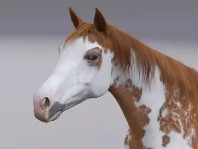 Horse 3D model