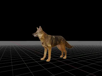 Golden Jackal Animal  3D model