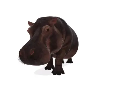 Realistic River Hippopotamus Rigged 3D Model 3D model